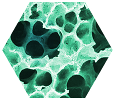 Microscopic view of alveoli